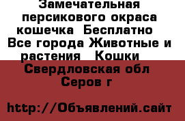 Замечательная персикового окраса кошечка. Бесплатно - Все города Животные и растения » Кошки   . Свердловская обл.,Серов г.